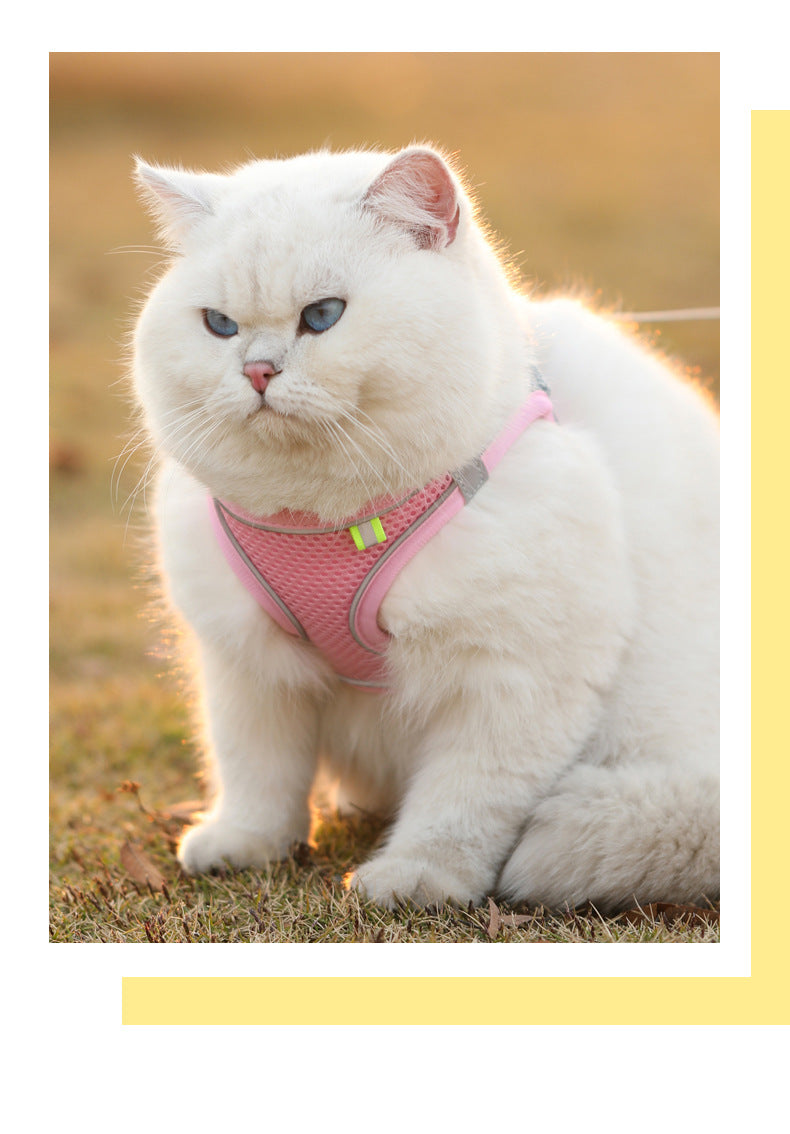 Cat wearing a reflective mesh harness with lead – photo 11