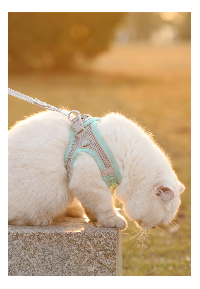 Cat wearing a reflective mesh harness with lead – photo 10