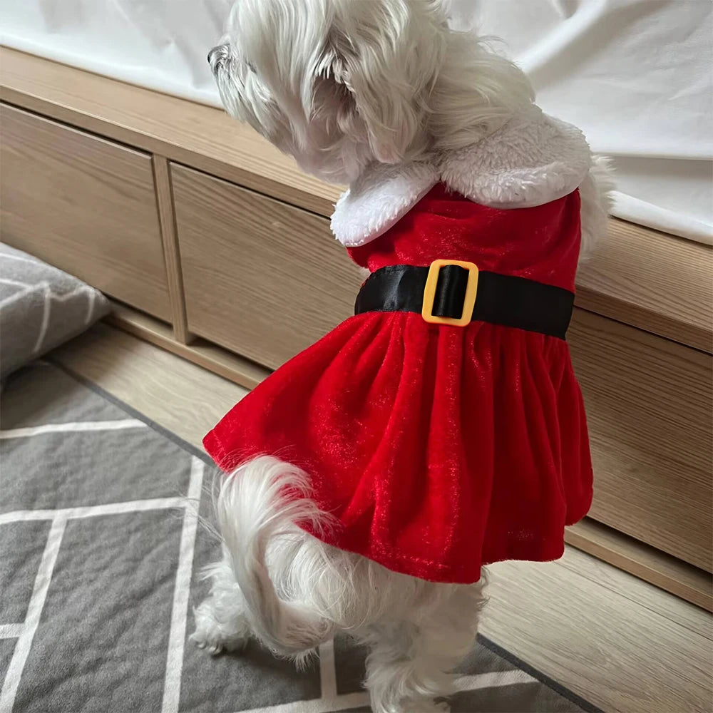 Cat wearing a red Santa Christmas dress – photo 11