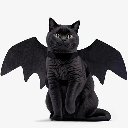 Black cat wearing black bat wings Halloween costume