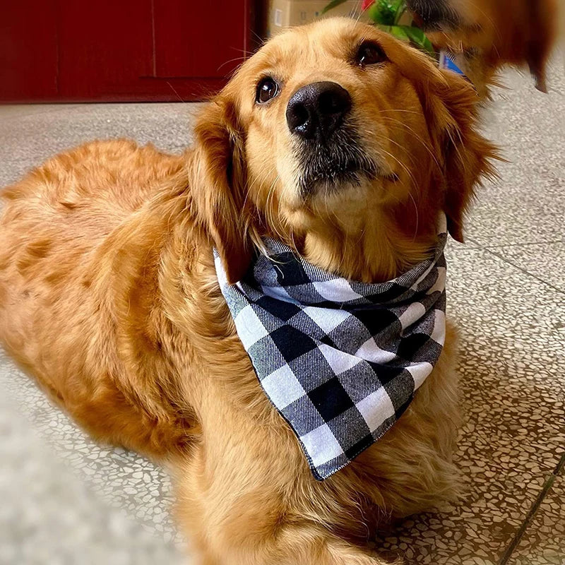 Dog wearing a plaid cotton bandana – photo 2