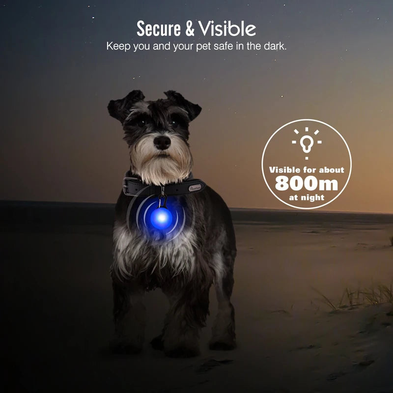 LED Light-Up Dog Collar, USB or Battery Powered