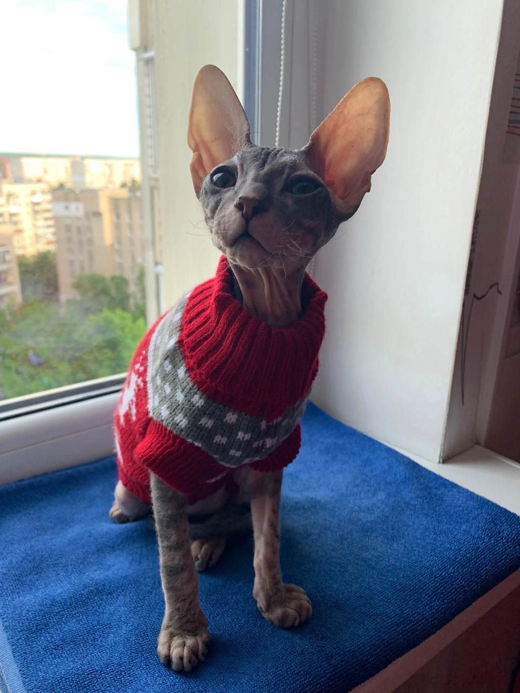 Christmas Reindeer Knitted Dog Jumper
