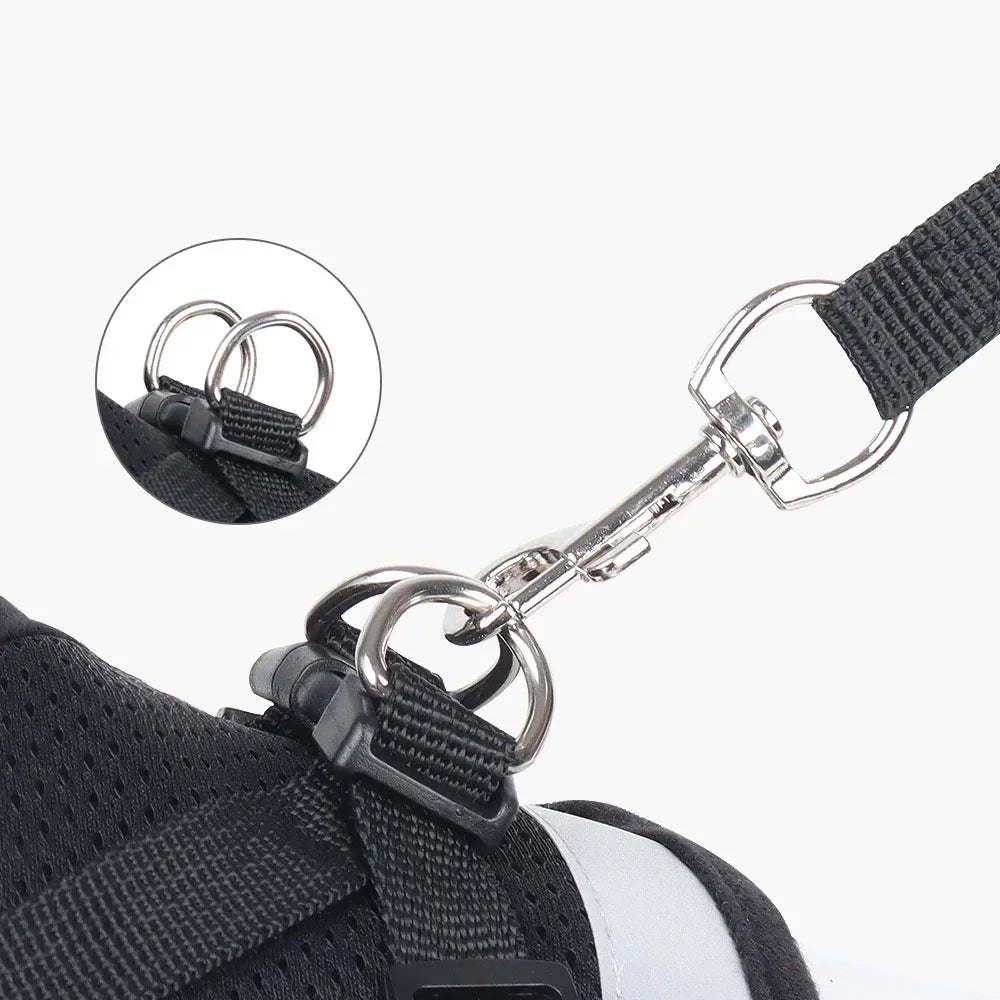 Cat wearing a reflective mesh harness with lead – photo 6