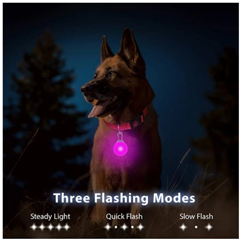 Dog wearing a glowing LED light-up collar at night – photo 3