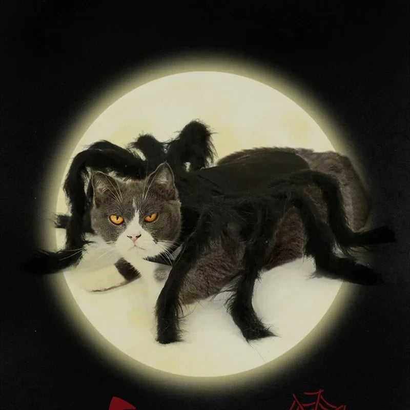 Cat wearing a black furry spider costume – photo 7