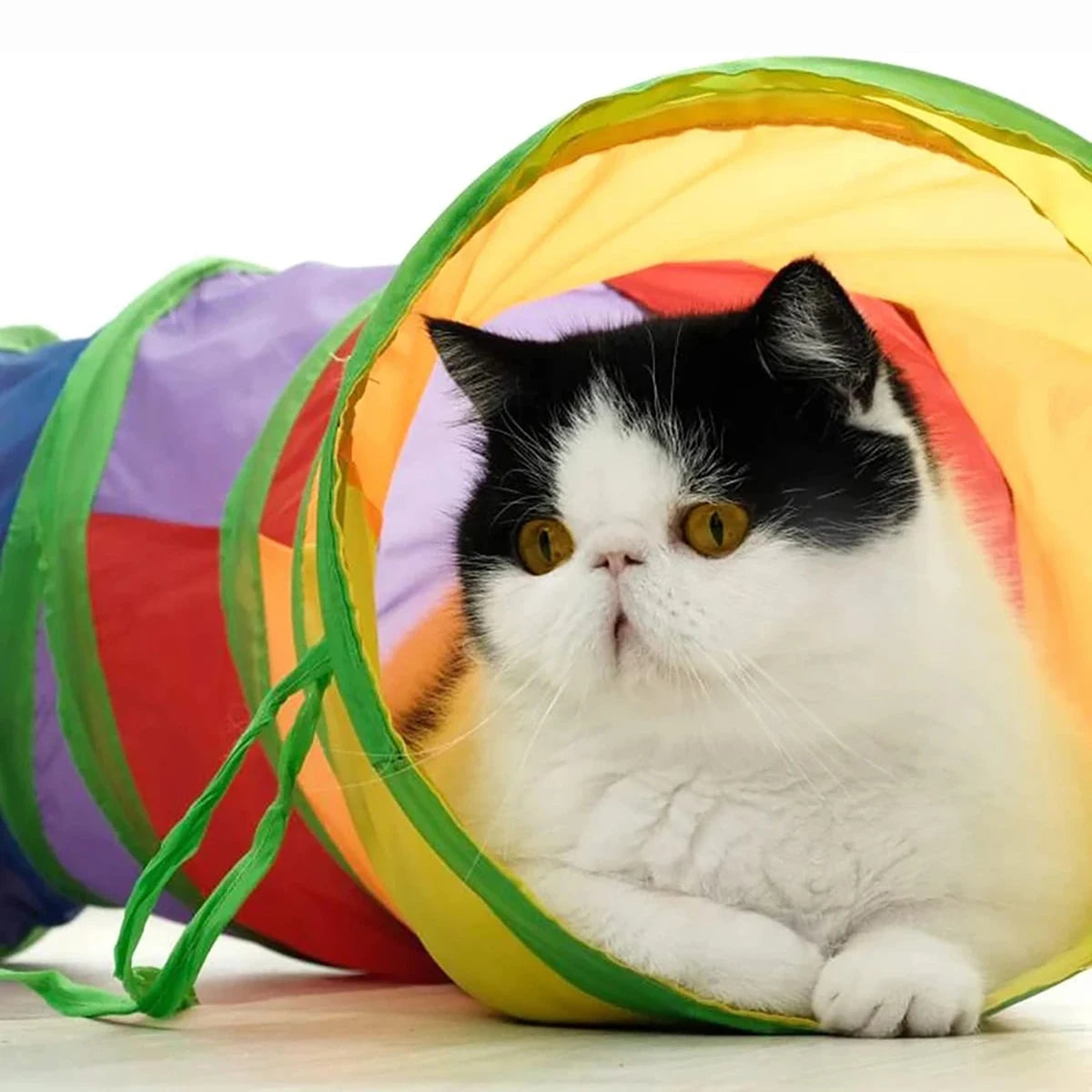 Cat playing in a foldable fabric play tunnel – photo 2