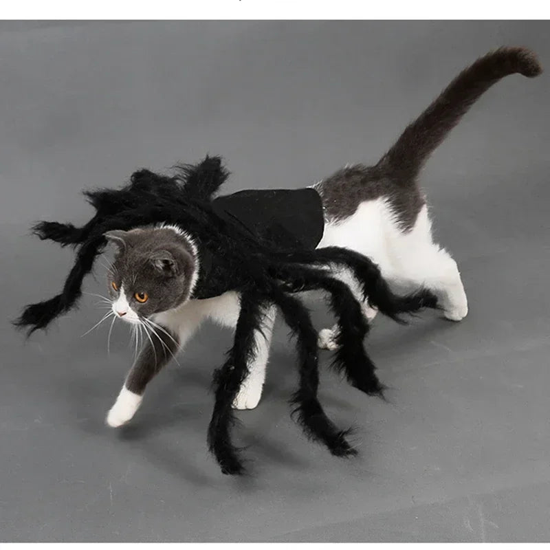 Cat wearing a black furry spider costume – photo 12