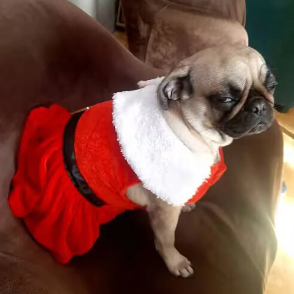 Cat wearing a red Santa Christmas dress – photo 12