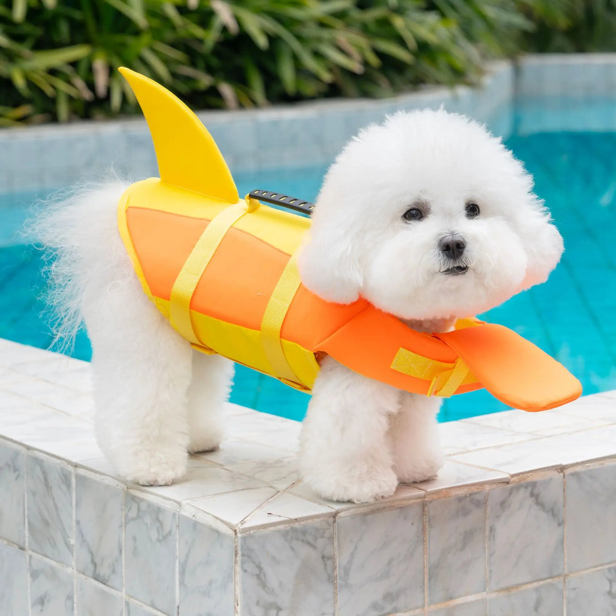 Dog wearing a bright adjustable life jacket for swimming – photo 3