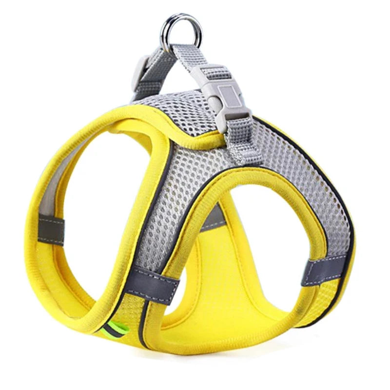Cat wearing a reflective mesh harness with lead – photo 12