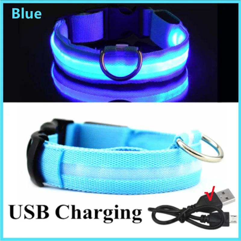 Dog wearing a glowing LED light-up collar at night – photo 11