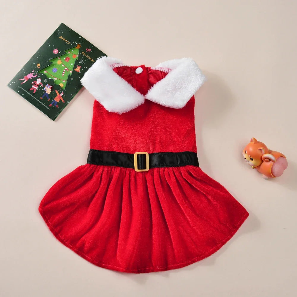 Cat wearing a red Santa Christmas dress – photo 8