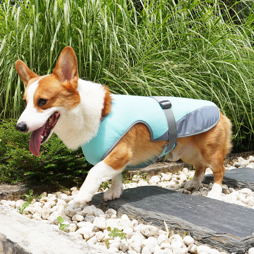 Dog wearing a lightweight breathable cooling vest with reflective strips – photo 6