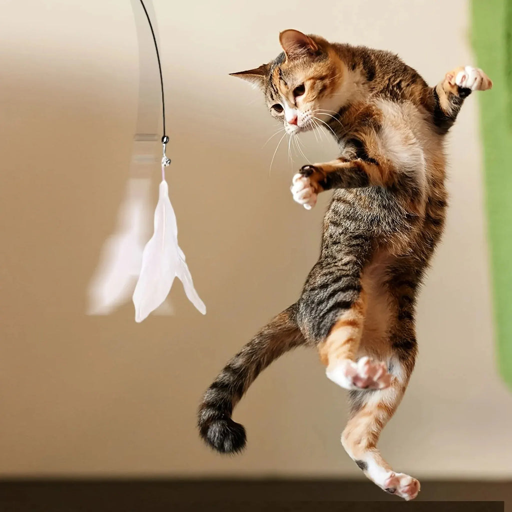 Cat playing with a feather and bell teaser wand on a suction cup – photo 6