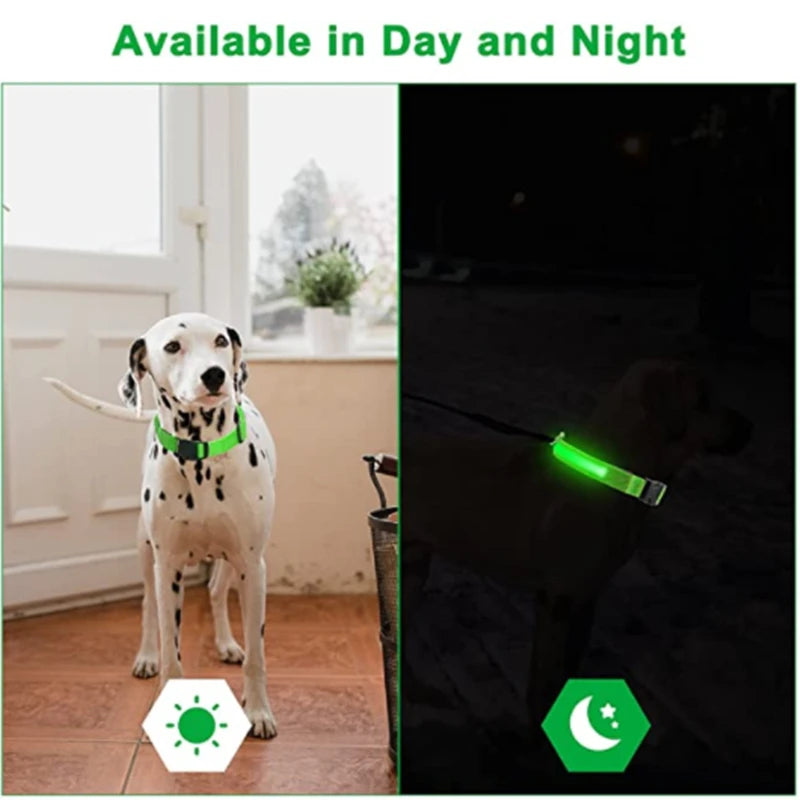Dog wearing a glowing LED light-up collar at night – photo 5