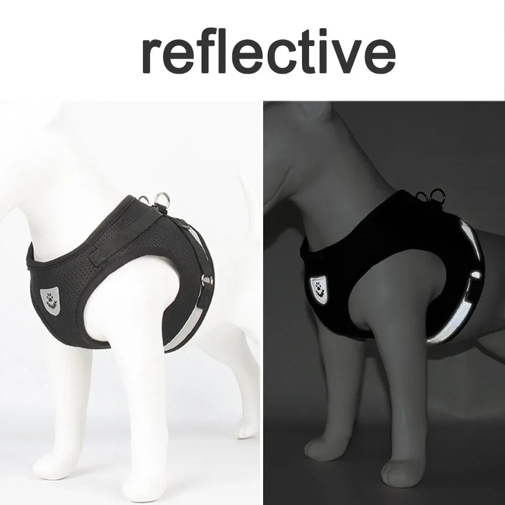 Cat wearing a reflective mesh harness with lead – photo 5