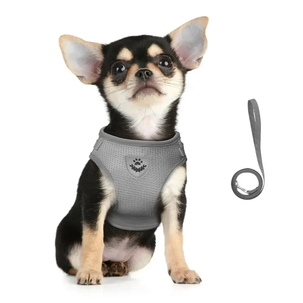 Cat wearing a reflective mesh harness with lead – photo 4