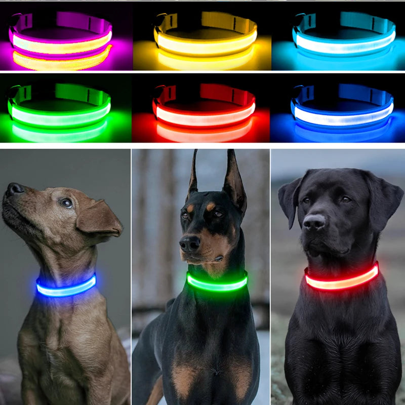 Dog wearing a glowing LED light-up collar at night