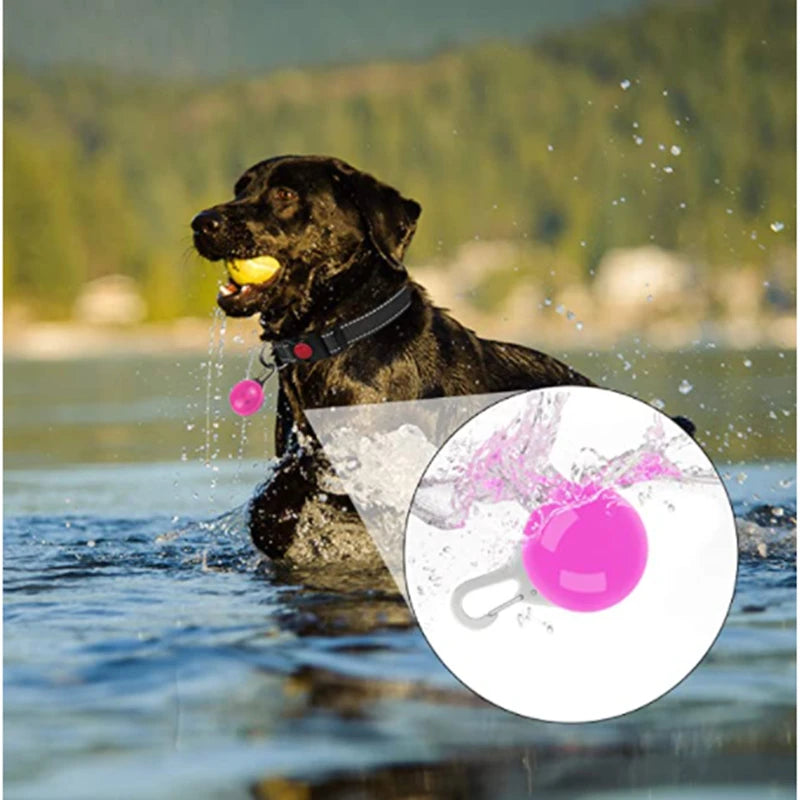 LED Light-Up Dog Collar, USB or Battery Powered