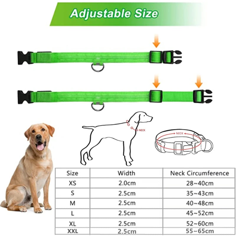 Dog wearing a glowing LED light-up collar at night – photo 6