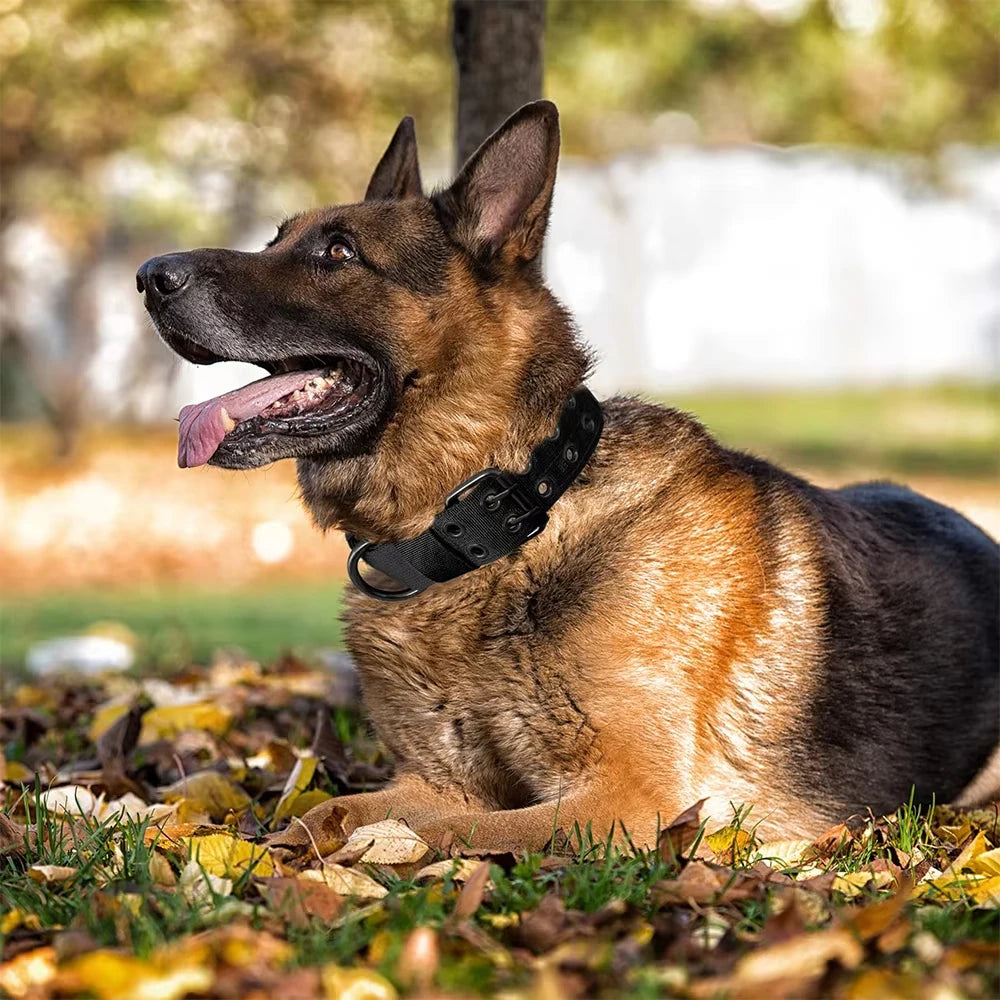 Military-style nylon dog collar with metal buckle and D-ring – photo 7