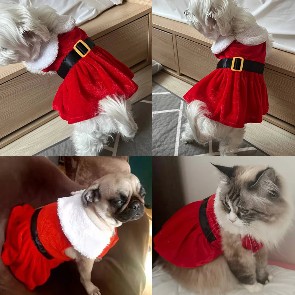 Cat wearing a red Santa Christmas dress – photo 5