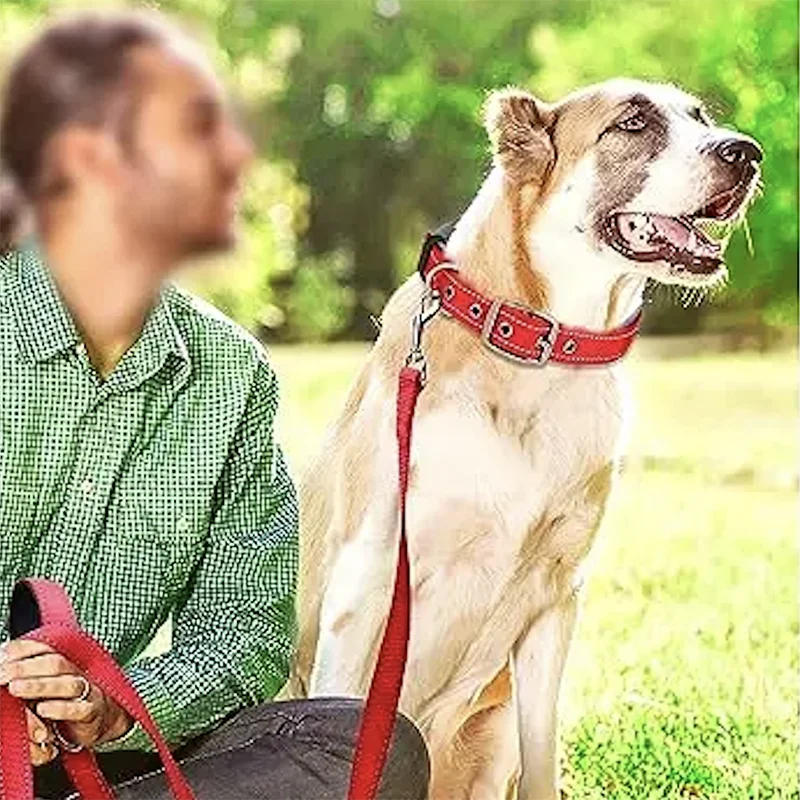 Padded Reflective Dog Collar with Neoprene Lining