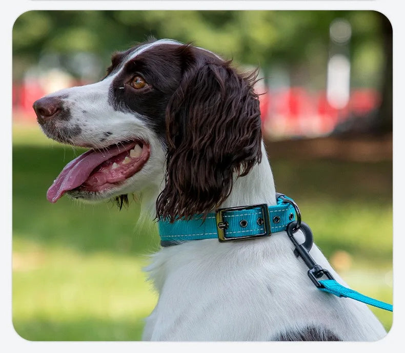 Padded Reflective Dog Collar with Neoprene Lining
