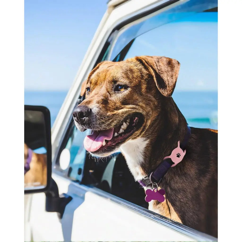 Dog wearing a silicone tracker holder on its collar