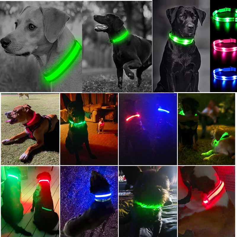 LED Light-Up Dog Collar, USB or Battery Powered