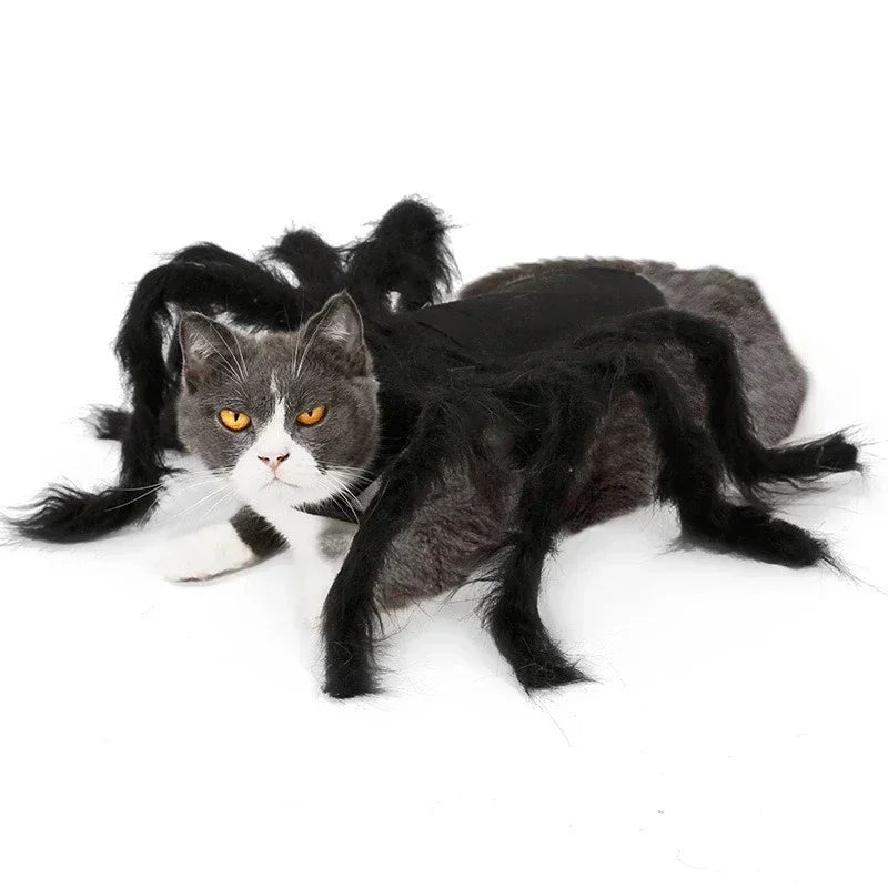 Cat wearing a black furry spider costume – photo 5
