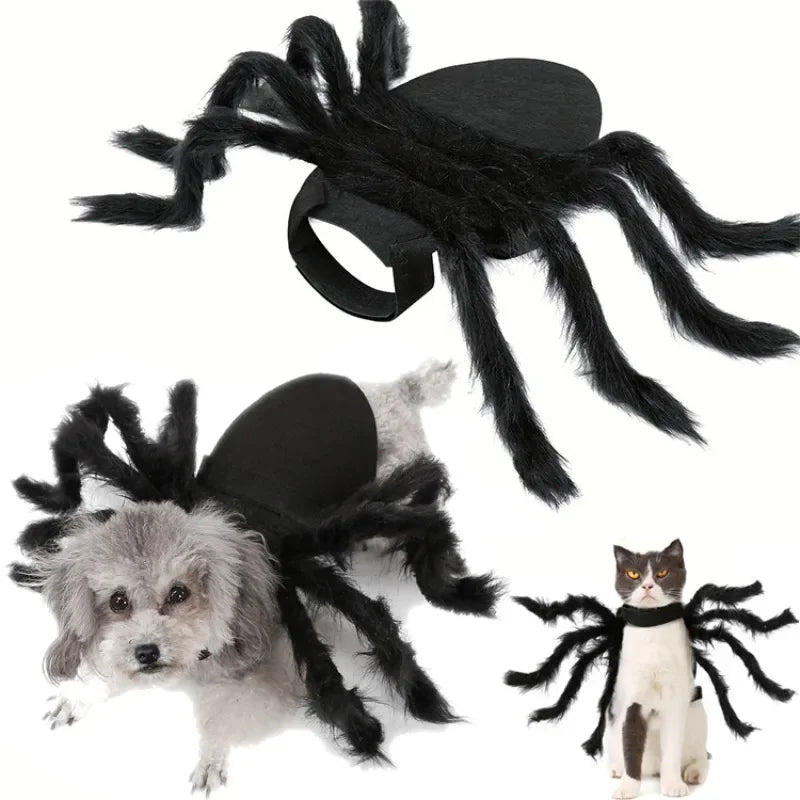 Cat wearing a black furry spider costume