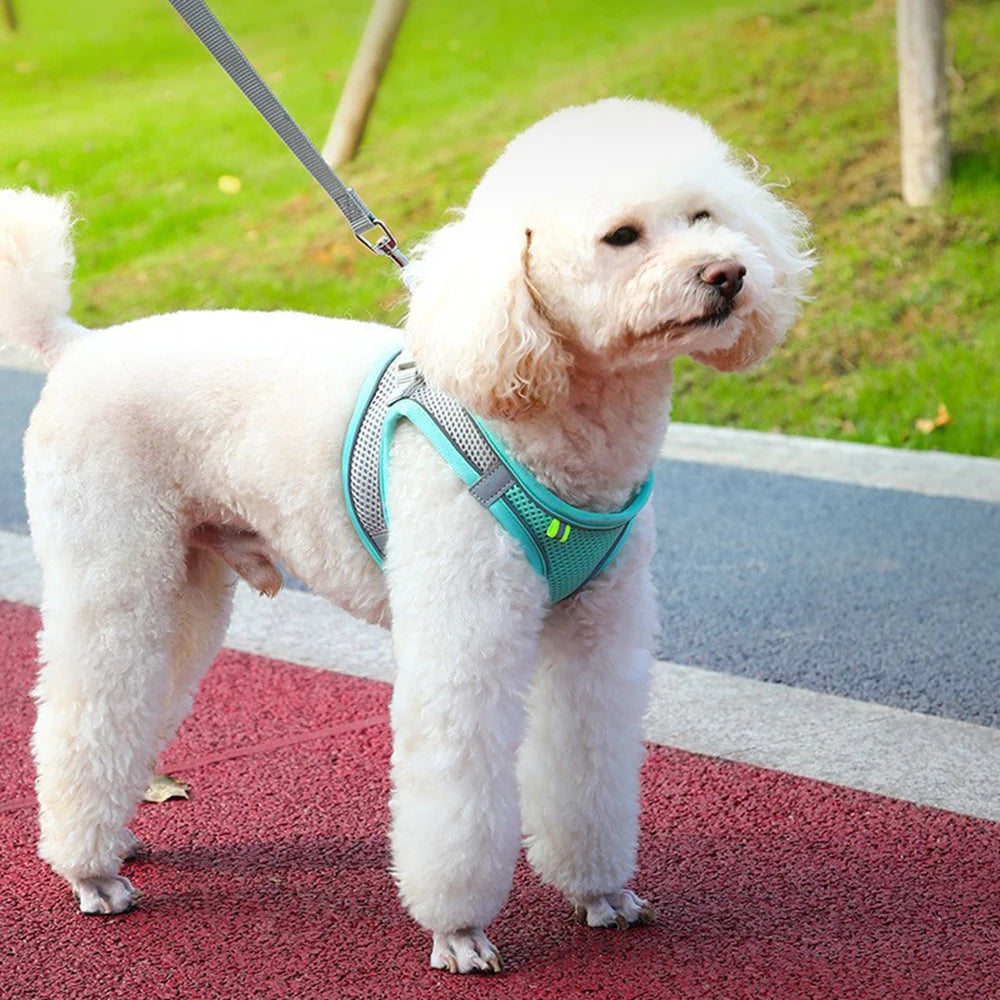 Cat wearing a reflective mesh harness with lead – photo 9