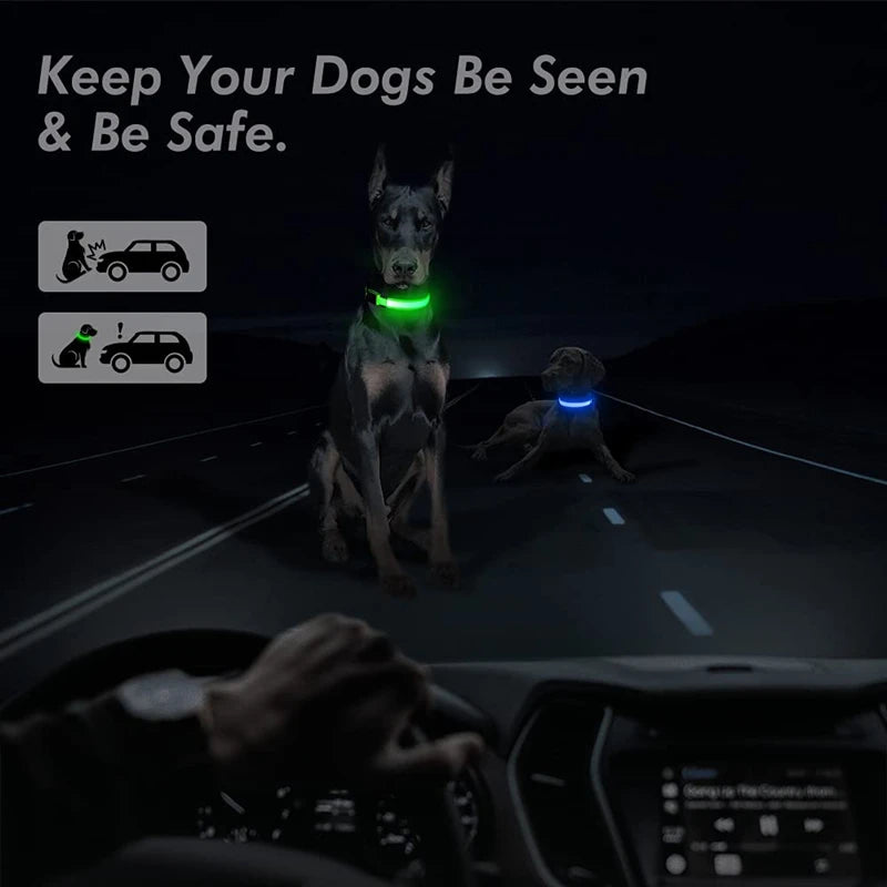 LED Light-Up Dog Collar, USB or Battery Powered