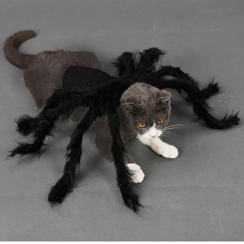 Cat wearing a black furry spider costume – photo 11