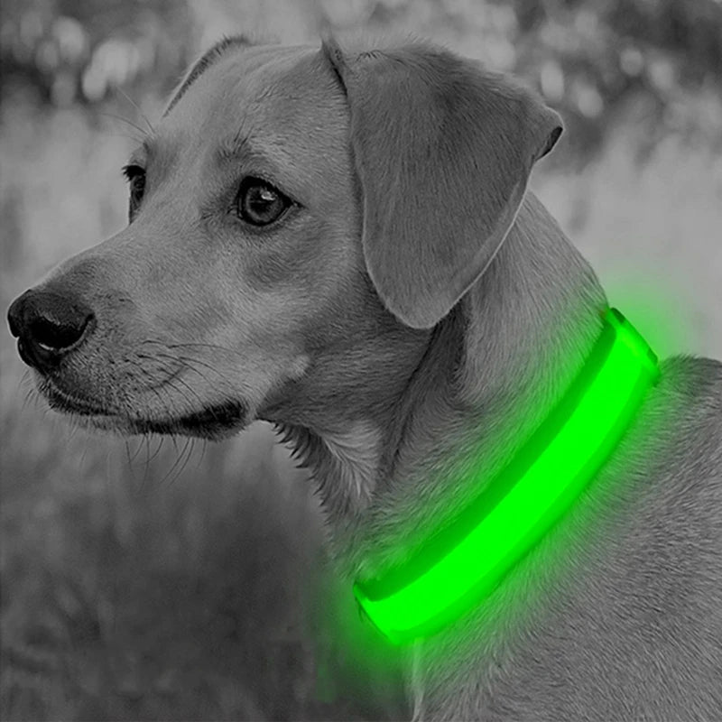 Dog wearing a glowing LED light-up collar at night – photo 2