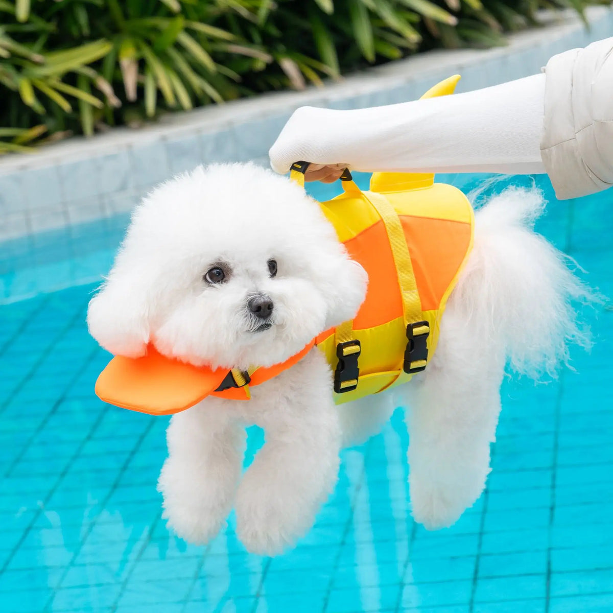 Dog wearing a bright adjustable life jacket for swimming – photo 4
