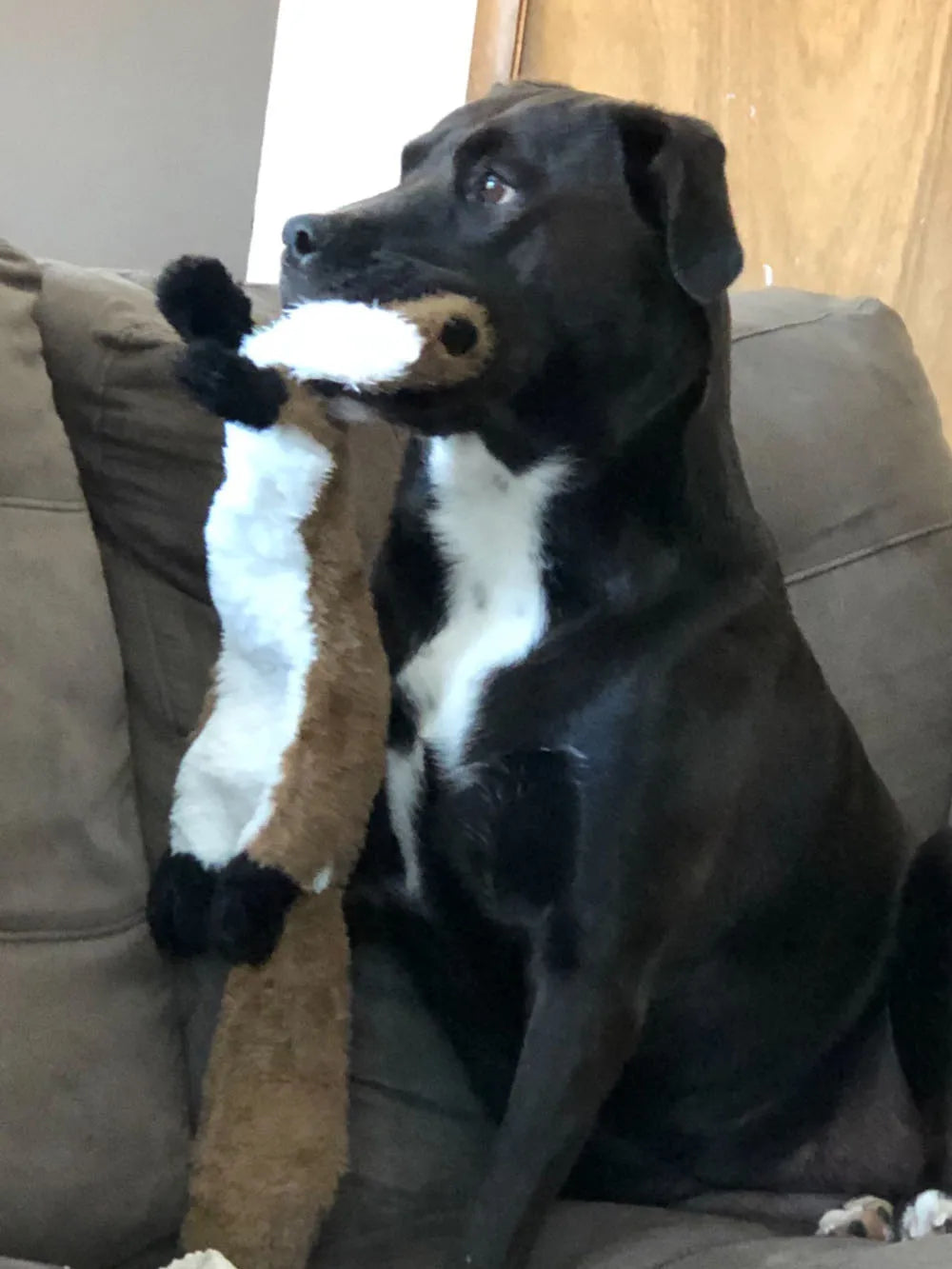 Stuffing-Free Squeaky Animal Dog Toy