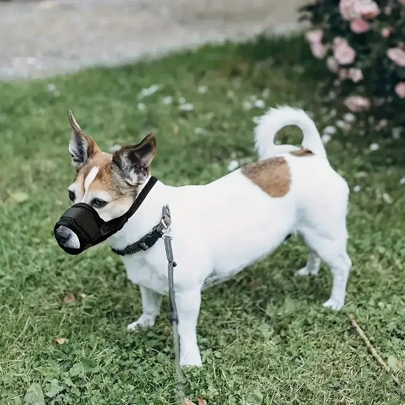 Small dog wearing a soft mesh muzzle