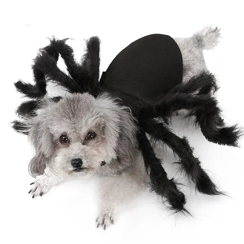 Cat wearing a black furry spider costume – photo 8