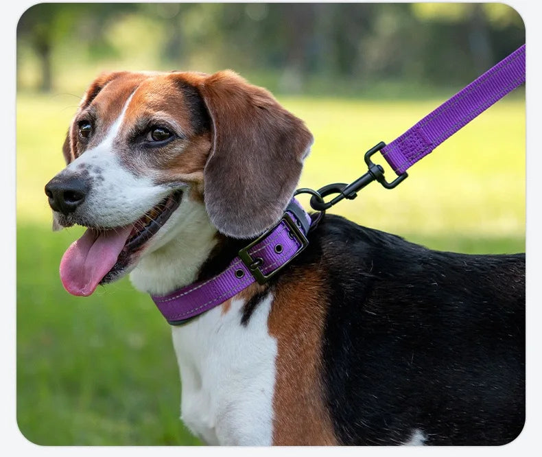 Padded Reflective Dog Collar with Neoprene Lining