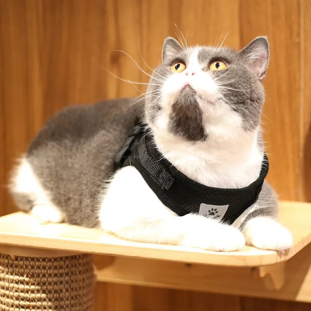 Reflective Mesh Harness & Lead Set for Cats