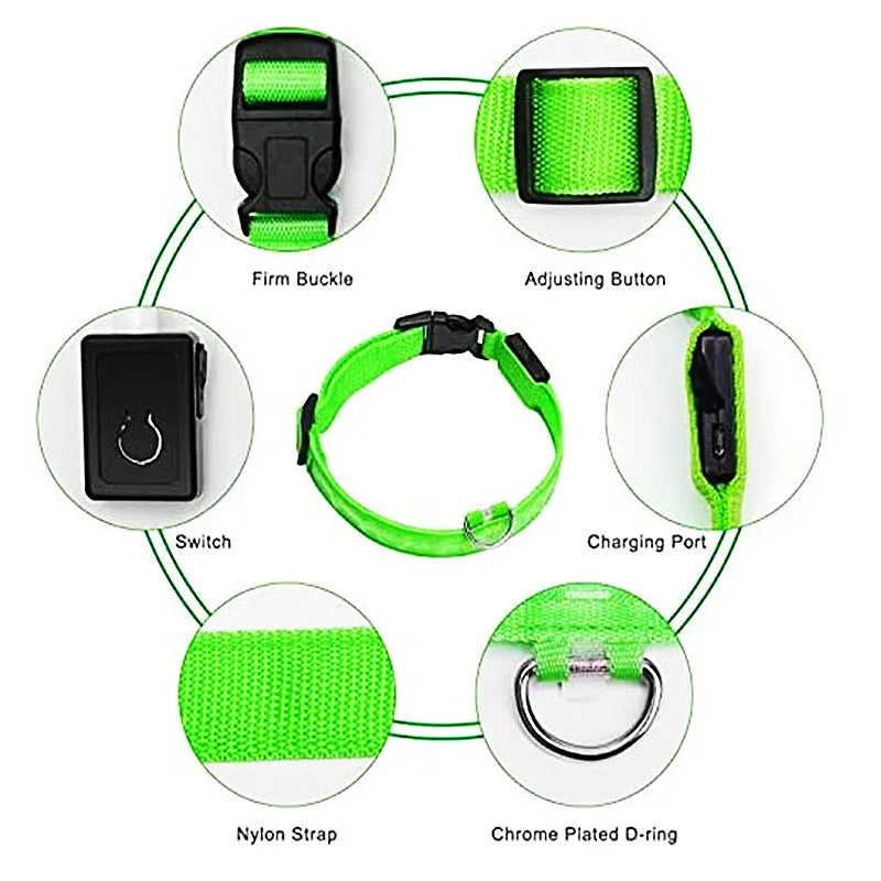 Dog wearing a glowing LED light-up collar at night – photo 4