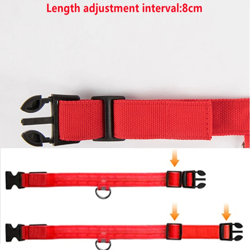 LED Light-Up Dog Collar, USB or Battery Powered