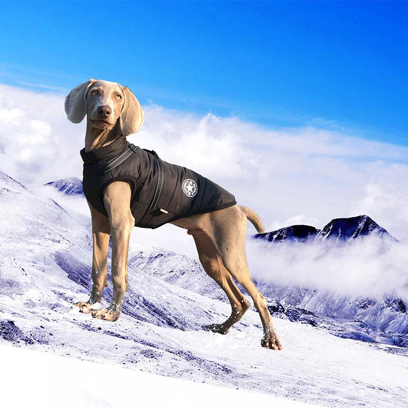 Waterproof winter dog coat with built-in harness – photo 3