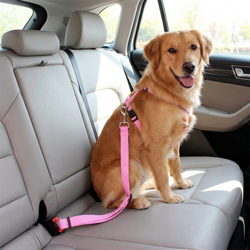 Dog secured on a car back seat with the seat belt lead
